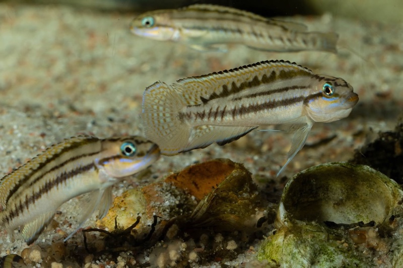 Telmatochromis bifrenatus 'Maswa'